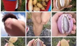 网红水果九月瓜怎么吃,多样吃法，尽享美味时光