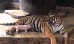 猪吃人视频在线观看,猪吃人视频在线观看，探寻背后惊人真相