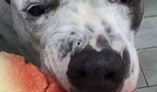 娱乐吃瓜汪星人是谁啊,网络红星的崛起之路