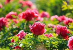 爆料半亩花田视频,视频爆料背后的护肤真相