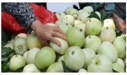 甜瓜的最新爆料视频