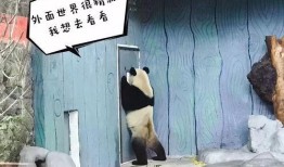 熊猫兄弟爆料视频大全集,揭秘萌宠日常与趣味瞬间