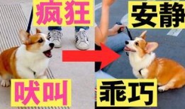 狗仔如何爆料狗粮视频教程,如何捕捉明星狗粮视频教程全解析