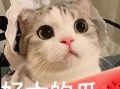 网红吃瓜大猩猩是真的吗