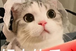 网红吃瓜大猩猩是真的吗