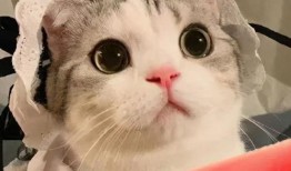 网红吃瓜大猩猩是真的吗